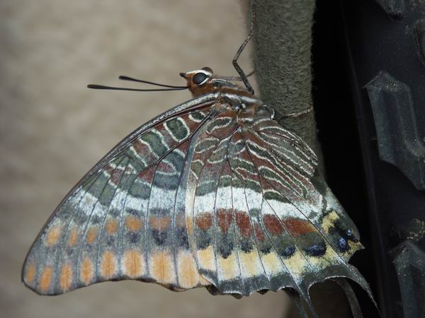 foto k příspěvku  od Stavros