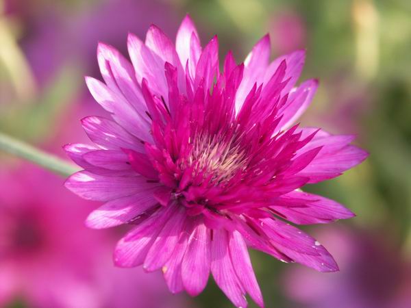 foto k příspěvku  od Stavros