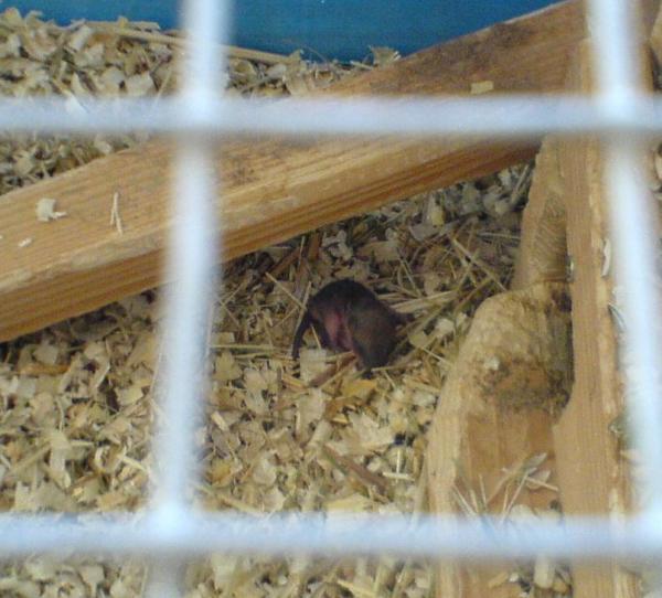 foto k příspěvku  od clown