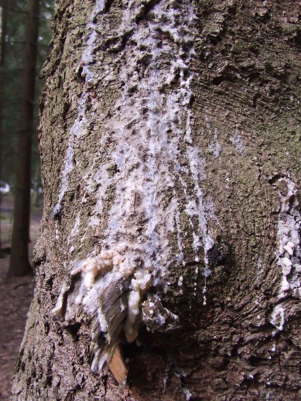 foto k příspěvku  od TheTimo