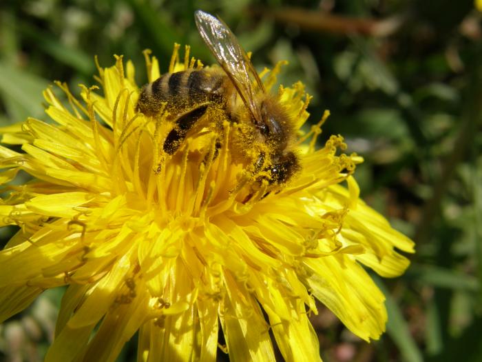 foto k příspěvku  od ibizman