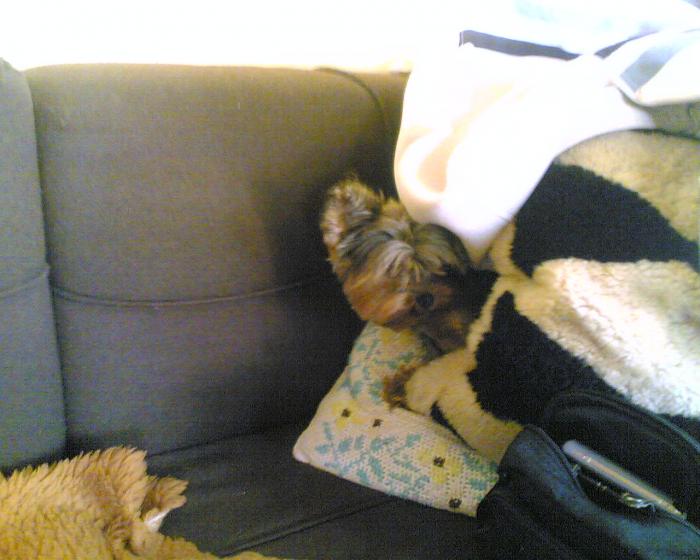 foto k příspěvku  od GANGSTER