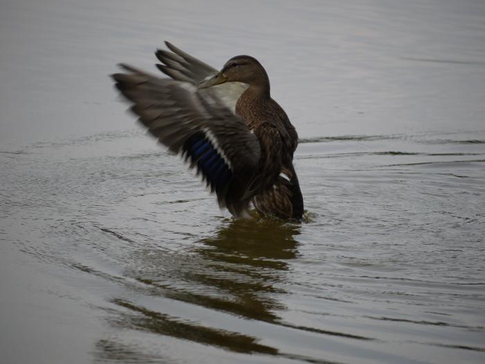 foto k příspěvku  od bafis