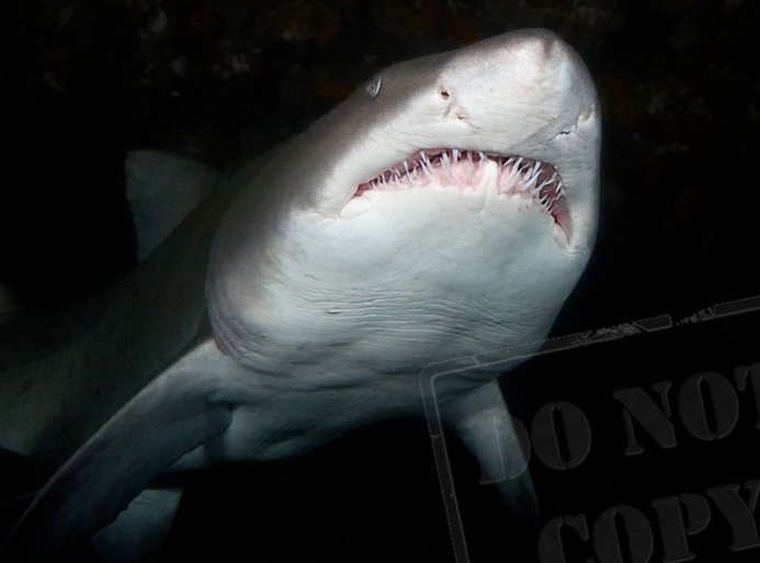 foto k příspěvku  od Crimson