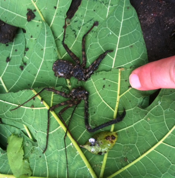 foto k příspěvku  od CervinVega