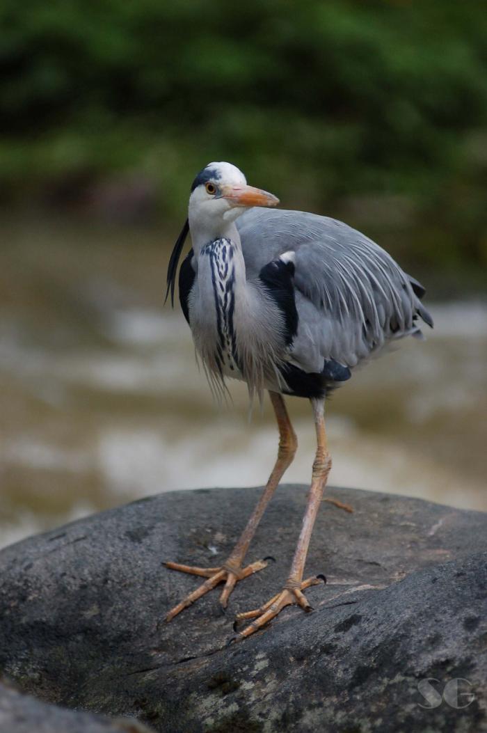 foto k příspěvku  od SilverGhost