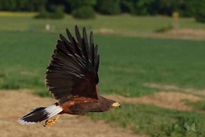foto k příspěvku  od SilverGhost