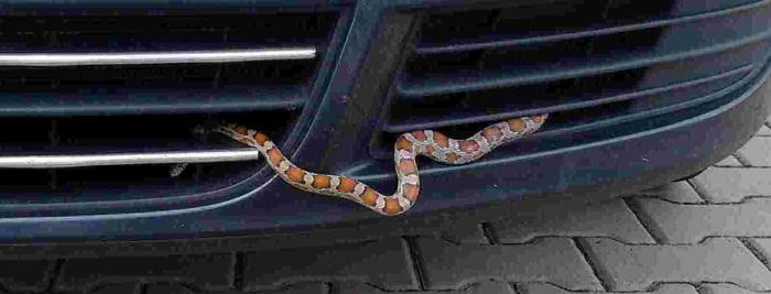 foto k příspěvku  od Pekis