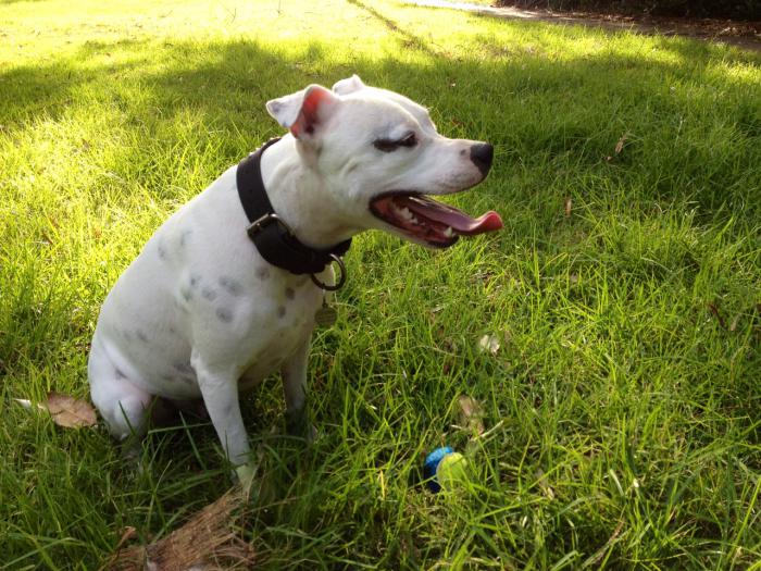 foto k příspěvku  od badczech