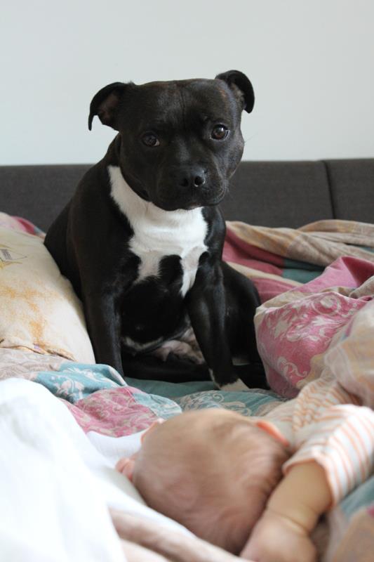 foto k příspěvku  od sencom