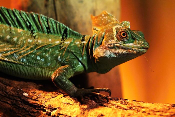 foto k příspěvku  od Ghofig