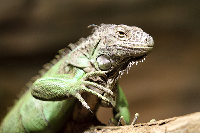 foto k příspěvku  od Mr.Scully