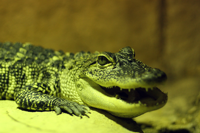 foto k příspěvku  od Mr.Scully