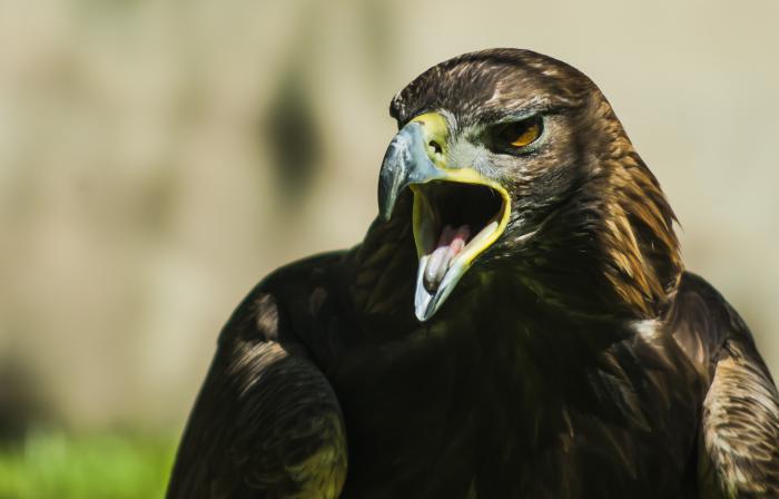 foto k příspěvku  od Bucci