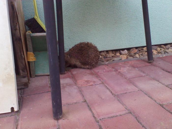 foto k příspěvku  od hanx