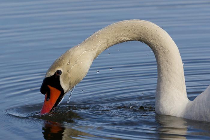 foto k příspěvku  od soray