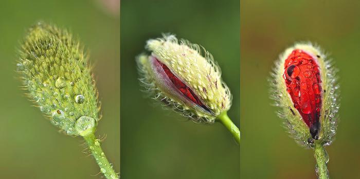 foto k příspěvku  od Bucci