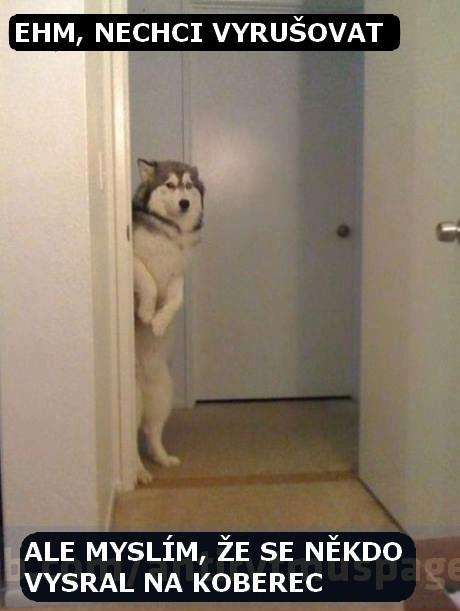 foto k příspěvku  od highbinder