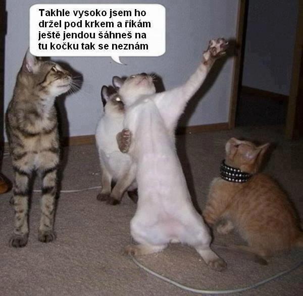 foto k příspěvku  od Kotass