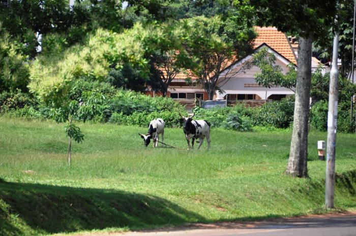 foto k příspěvku  od CervinVega