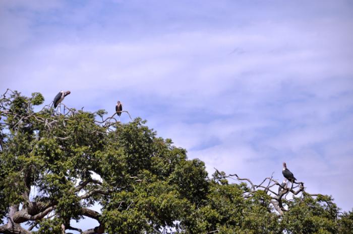 foto k příspěvku  od CervinVega