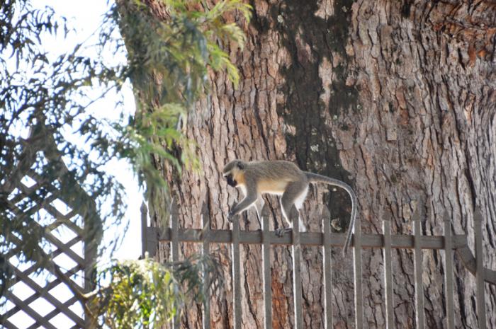 foto k příspěvku  od CervinVega