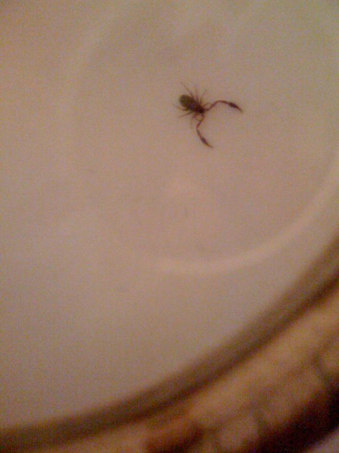 foto k příspěvku  od Rustapha-659