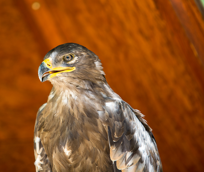 foto k příspěvku  od prohifi.cz