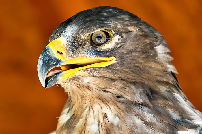 foto k příspěvku  od Crimson