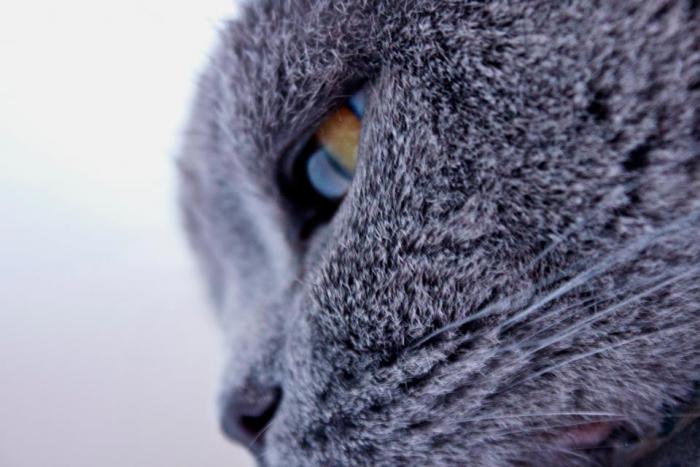 foto k příspěvku  od Knightey-