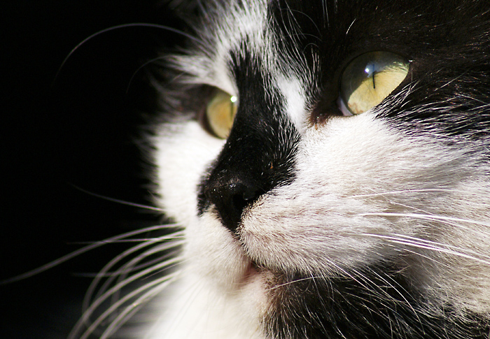 foto k příspěvku  od CVakk