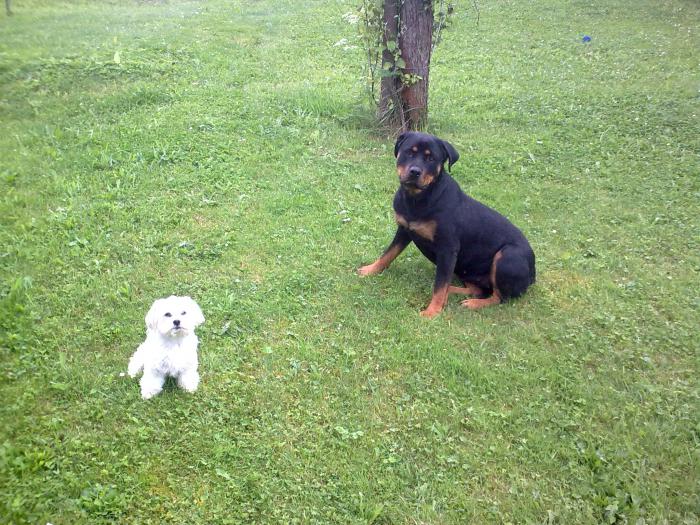 foto k příspěvku  od Petura