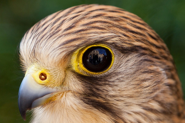 foto k příspěvku  od soray