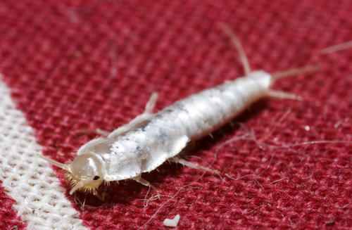 foto k příspěvku  od Tendr