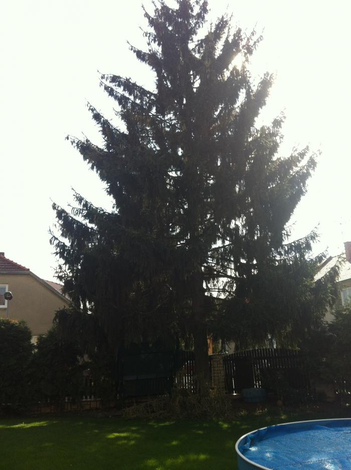 foto k příspěvku  od tesil