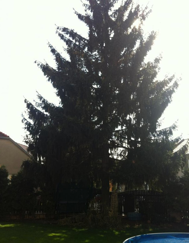 foto k příspěvku  od ruffrider