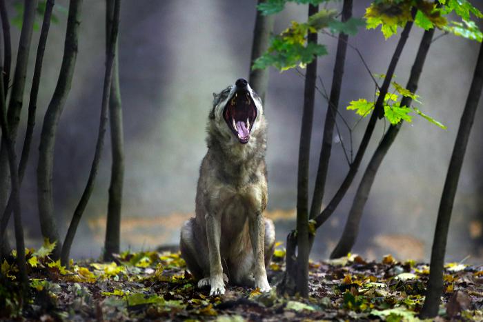 foto k příspěvku  od Mr.Scully