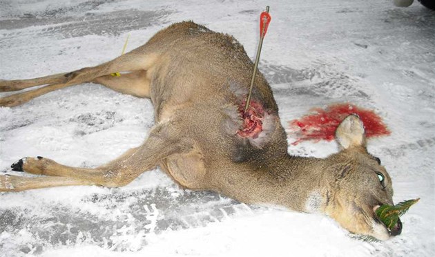 foto k příspěvku  od CRK