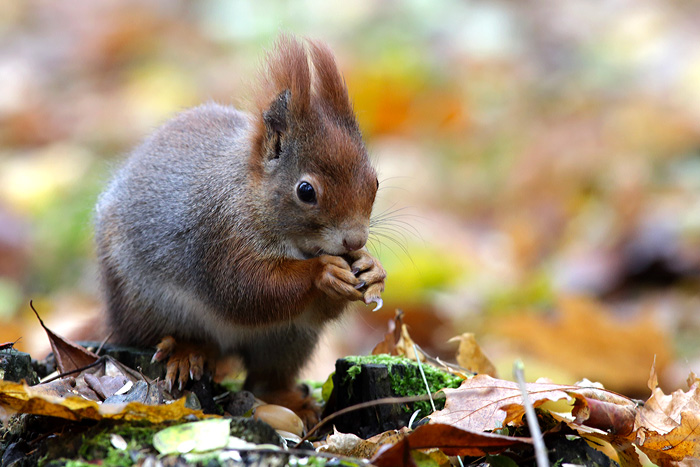 foto k příspěvku  od Mr.Scully