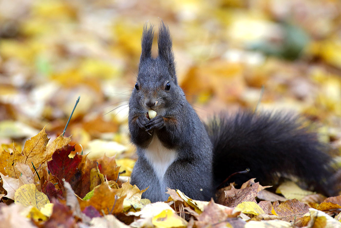 foto k příspěvku  od Mr.Scully