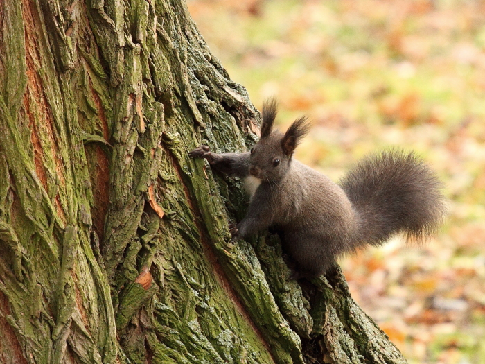 foto k příspěvku  od Atrey