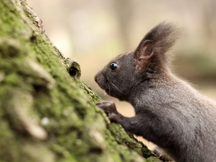 foto k příspěvku  od Atrey