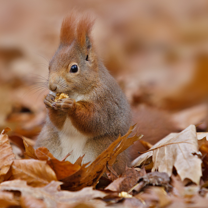 foto k příspěvku  od Crimson