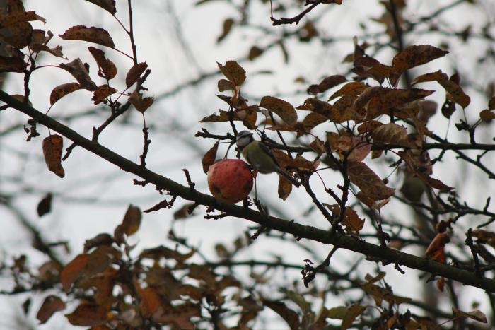 foto k příspěvku  od kuja
