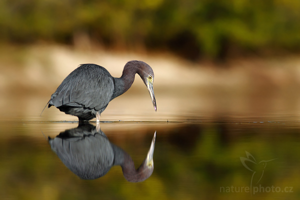 foto k příspěvku  od Crimson