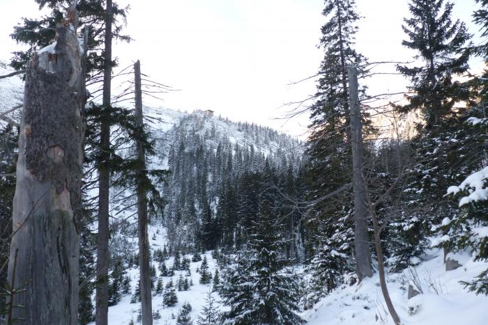 foto k příspěvku  od Losky