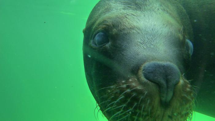 foto k příspěvku  od Losky