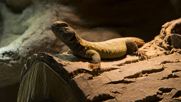 foto k příspěvku  od Bingi