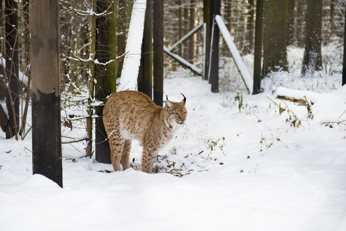 foto k příspěvku  od Bingi