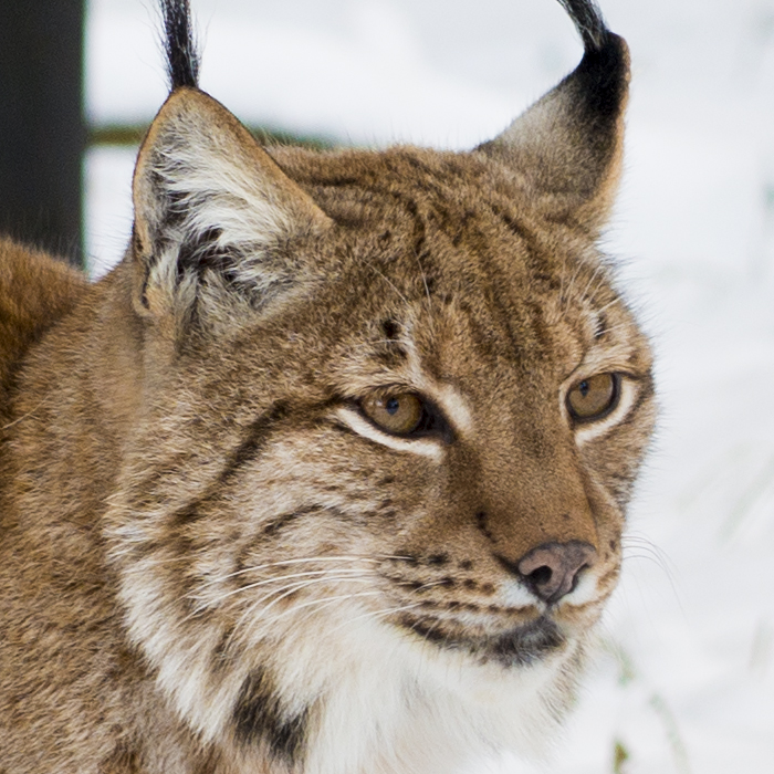 foto k příspěvku  od Bingi